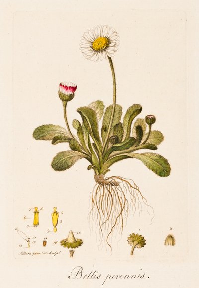 Bellis perennis, Gänseblümchen, ca. 1770-1790 von William Kilburn