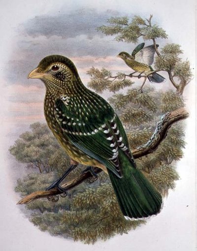 Ailuroedus Crassirostris, Grüner Katzenvogel (Farblithografie) von William Matthew Hart
