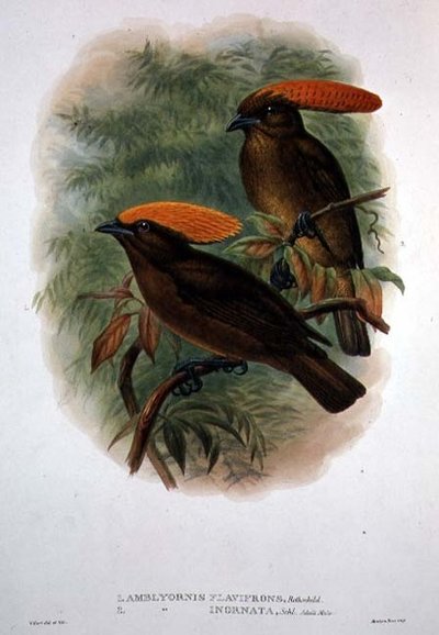 Amblyornis Flavifrons (Farblithografie) von William Matthew Hart