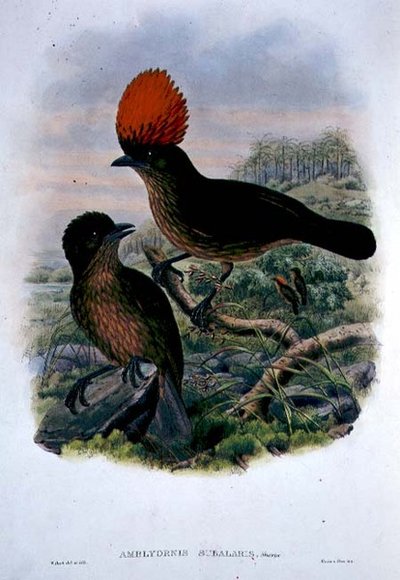 Amblyornis Subalaris (Farblithografie) von William Matthew Hart
