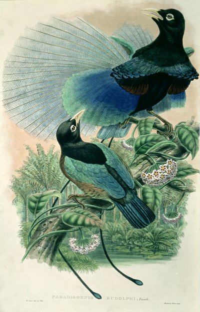 Blauer Paradiesvogel (Farblithographie) von William Matthew Hart