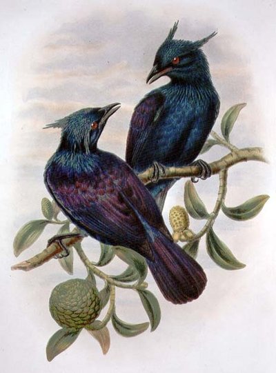 Phonygama Purpureiviolacea (Farblithografie) von William Matthew Hart