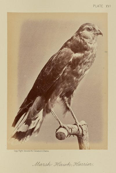 Sumpfweihe; Kornweihe von William Notman