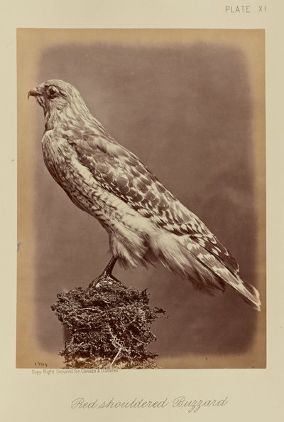 Rotschulterbussard von William Notman