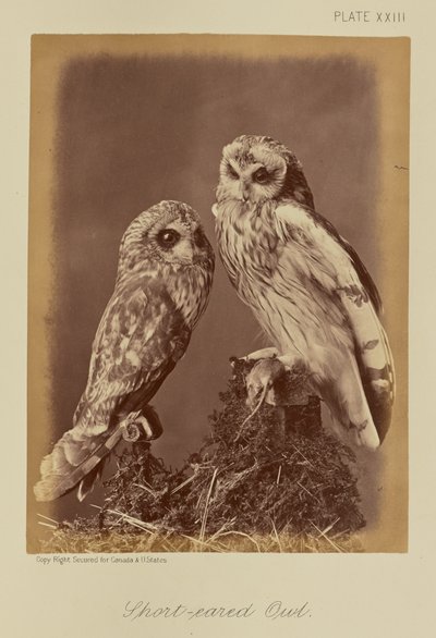 Sumpfohreule von William Notman