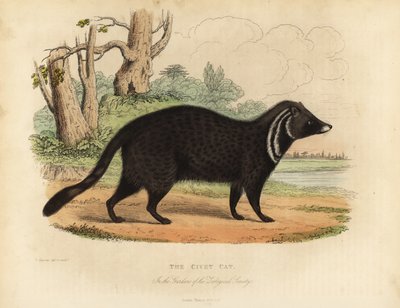 Afrikanische Zibetkatze, Civettictis civetta von William Smellie