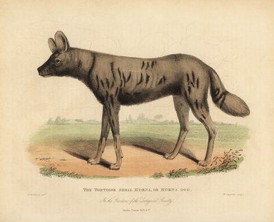 Afrikanischer Wildhund, Lycaon pictus von William Smellie