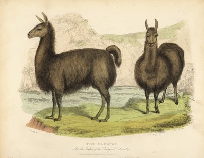Alpaka von William Smellie