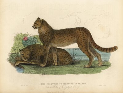 Gepard, Acinonyx jubatus von William Smellie