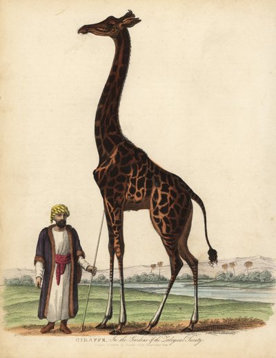 Giraffe, Giraffa camelopardalis von William Smellie