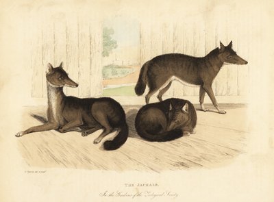 Goldschakal, Canis aureus von William Smellie