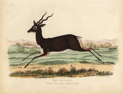 Indische Antilope oder Schwarzbock, Antilope cervicapra von William Smellie