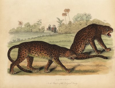 Leoparden, Panthera pardus von William Smellie