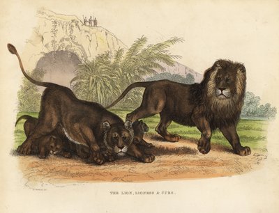 Löwe, Löwin und Junge von William Smellie