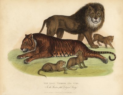 Löwe, Tigerin und Junge von William Smellie