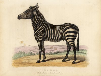 Steppenzebra, Equus quagga von William Smellie