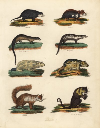 Nagetiere von William Smellie