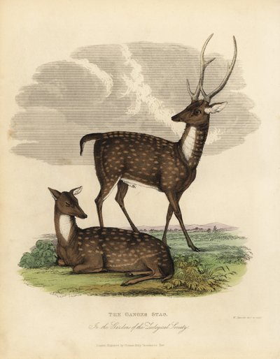 Sumpfhirsch oder Barasingha, Rucervus duvaucelii von William Smellie