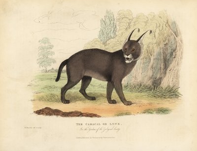 Der Karakal oder Luchs von William Smellie