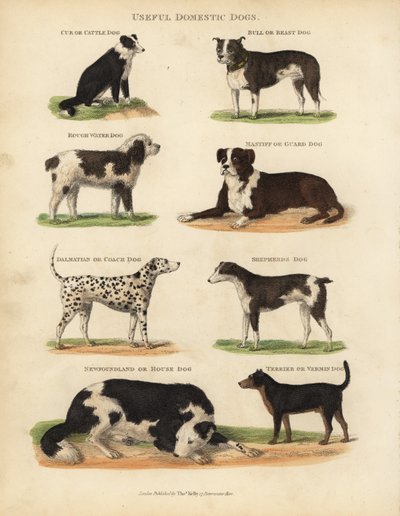 Nützliche Haushunde, Canis lupus familiaris von William Smellie