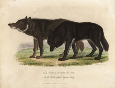 Wölfe der Hudson Bay, Canis lupus von William Smellie