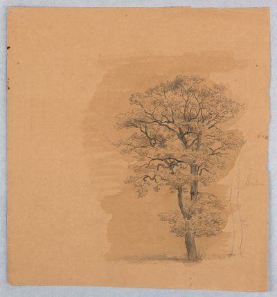 Studie von Laub von William Stanley Haseltine