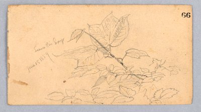 Studie von Laub von William Trost Richards