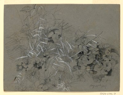 Studie von Veilchenblättern und Gras von William Trost Richards