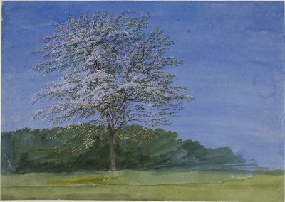 Studie eines blühenden Baumes von Joseph Mallord William Turner
