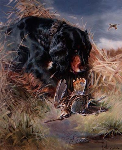Gordon Setter zwischen Schilf von William Woodhouse