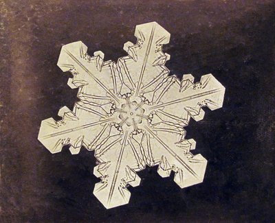 Studie einer Schneeflocke von Wilson A. Bentley
