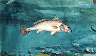 Kanalbarsch von Winslow Homer
