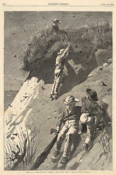 Überfall auf eine Sand-Schwalbenkolonie von Winslow Homer