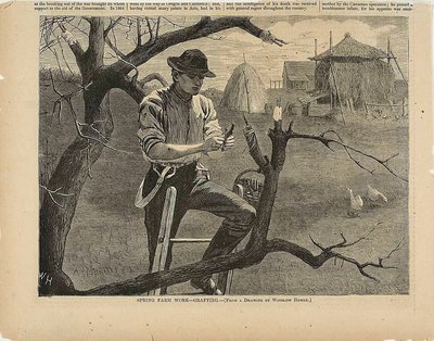 Frühlingsfeldarbeit – Pfropfen von Winslow Homer