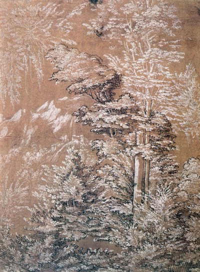 Baumstudie, 1519 von Wolf Huber