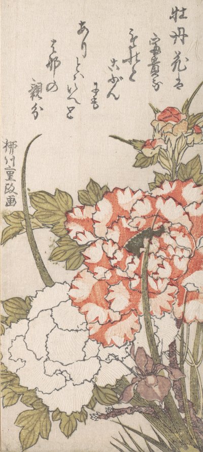 Pfingstrosen und Iris, 18.-19. Jahrhundert von Yanagawa Shigemasa
