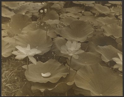 Lotus von Yasuo Kuniyoshi