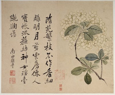 Hortensien, aus einem Album mit zehn Blättern von Shouping Yun