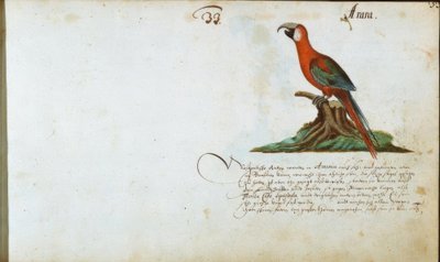 Papagei von Zacharias Wagner