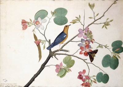 Orangekopf-Drossel, 1778 von Zayn al Din