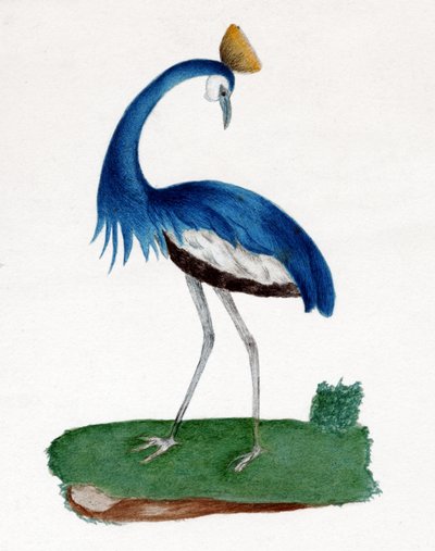 Schopfreiher von . .