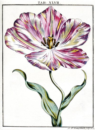 Mikroskopie von Frederick (attr. to) Barnard
