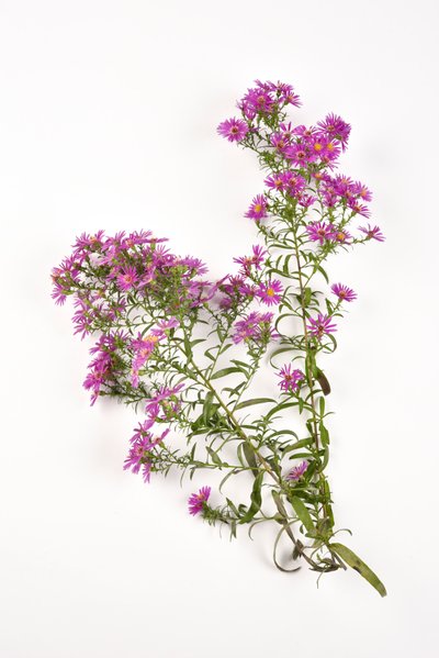 Rosa Blumen der Michaelmas-Gänseblümchen, Aster amellus von . .