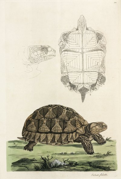 Spornschildkröte von John Pardon