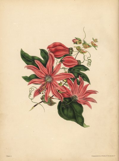 Die traubenförmige Passionsblume, Passiflora racemosa, Religiöser Aberglaube von John Pardon
