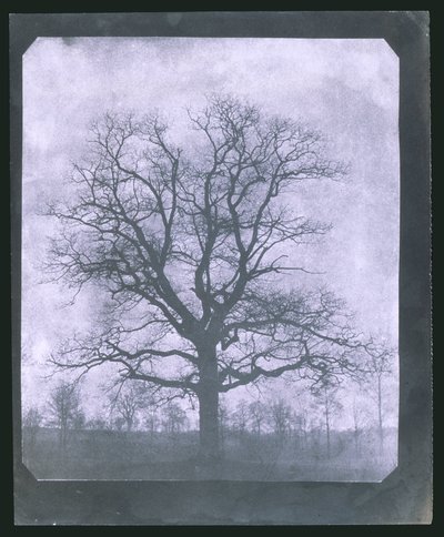 Baum im Winter, Mitte des 19. Jahrhunderts von Frederick (attr. to) Barnard