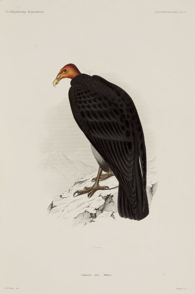 Truthahngeier, Chile von John Pardon