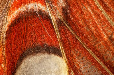 Schmetterling Attacus atlas (Lepidoptera) Nahaufnahme. (Makrofotografie) von John Pardon
