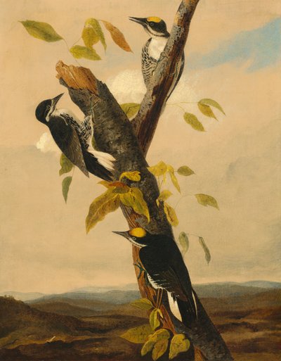 Dreizehenspecht von after John James Audubon Joseph Bartholomew Kidd