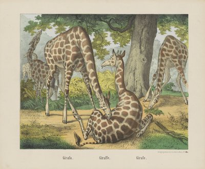 Giraffe von firma Joseph Scholz